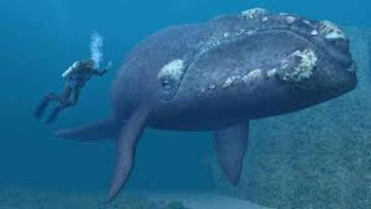 Endless Ocean thumbnail 3