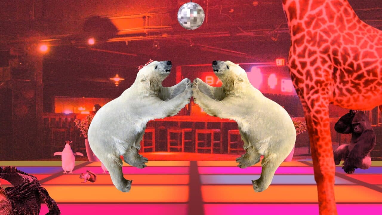 Disco Bear thumbnail 2