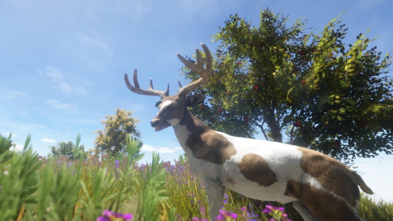 Animallica thumbnail 2