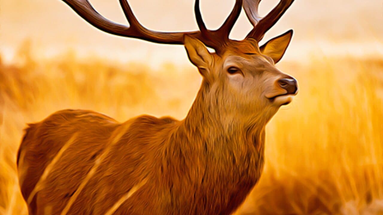 Wild Deer Hunt Jungle Sniper thumbnail 3