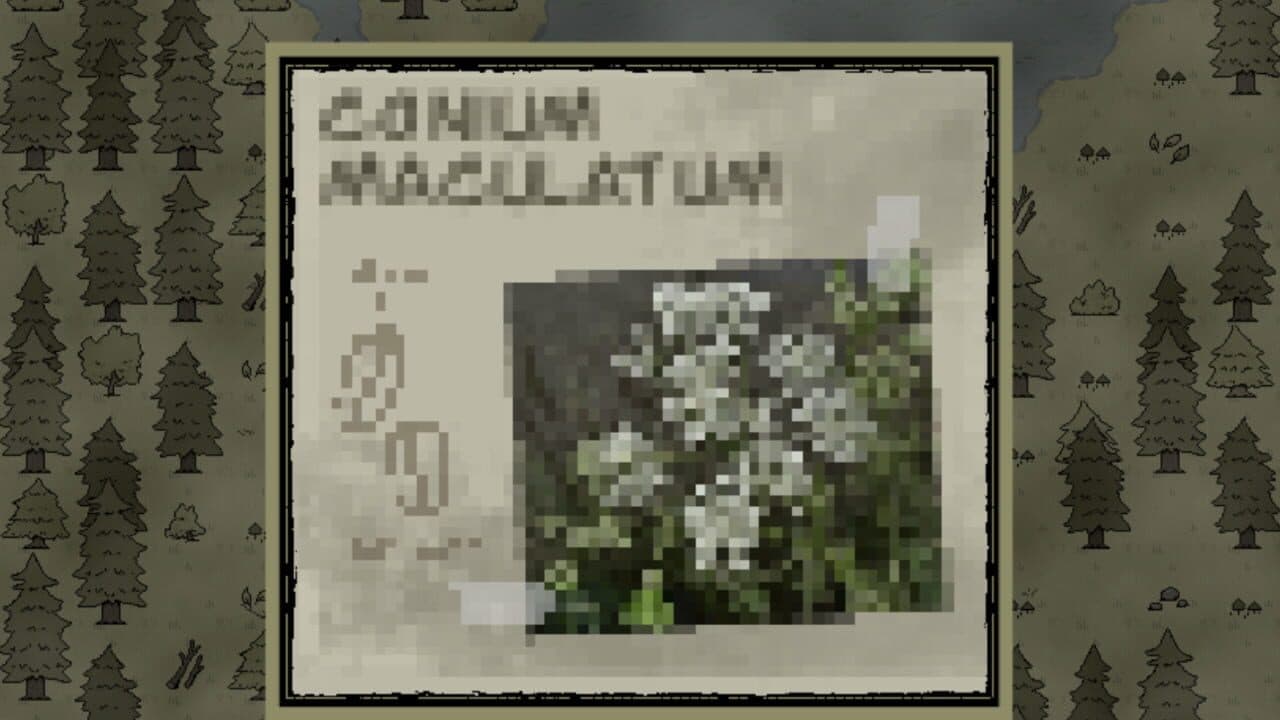 Hebeloma thumbnail 4