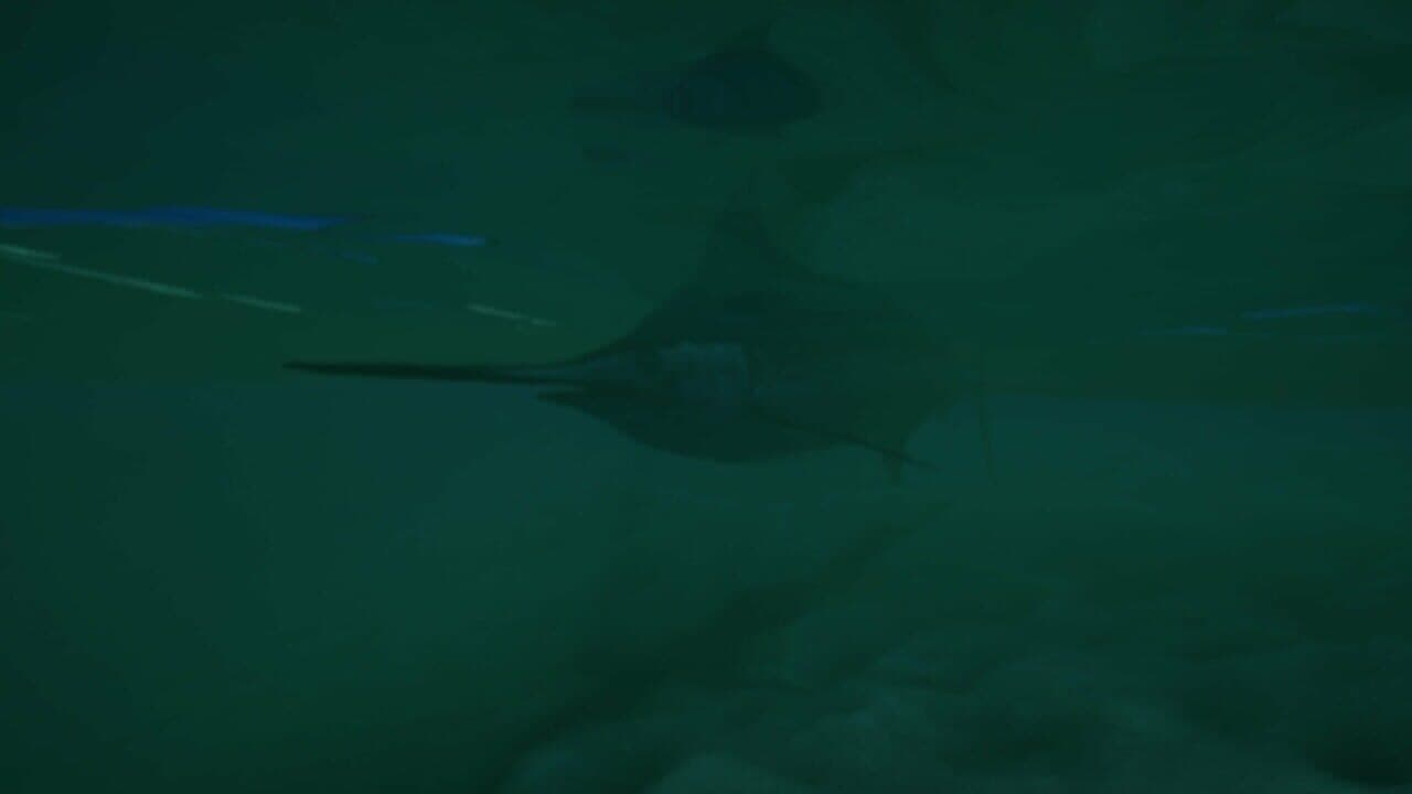 Ultimate Fishing Simulator 2: Delaware Bay thumbnail 8