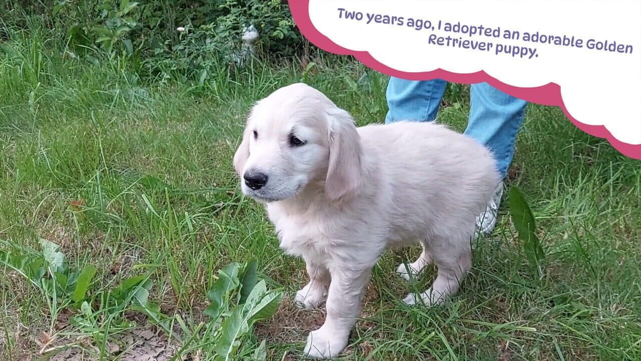 Golden Retriever Simple Life thumbnail 2