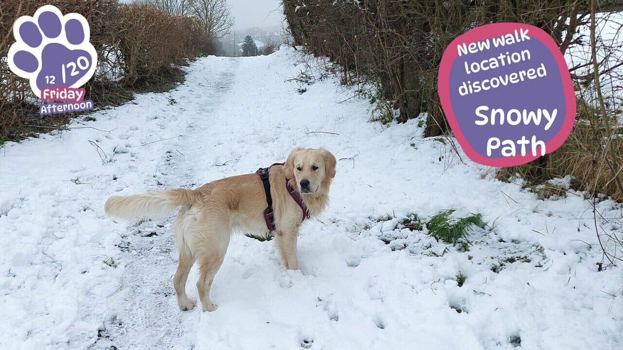 Golden Retriever Simple Life thumbnail 3