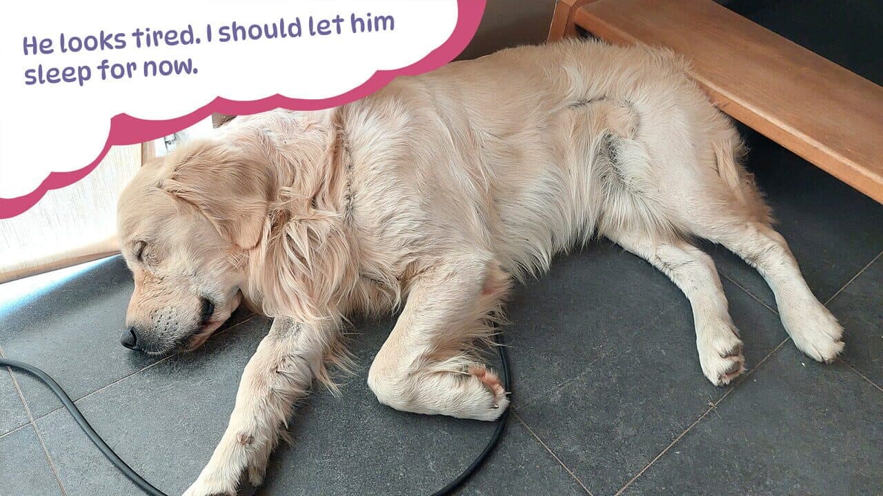 Golden Retriever Simple Life thumbnail 4