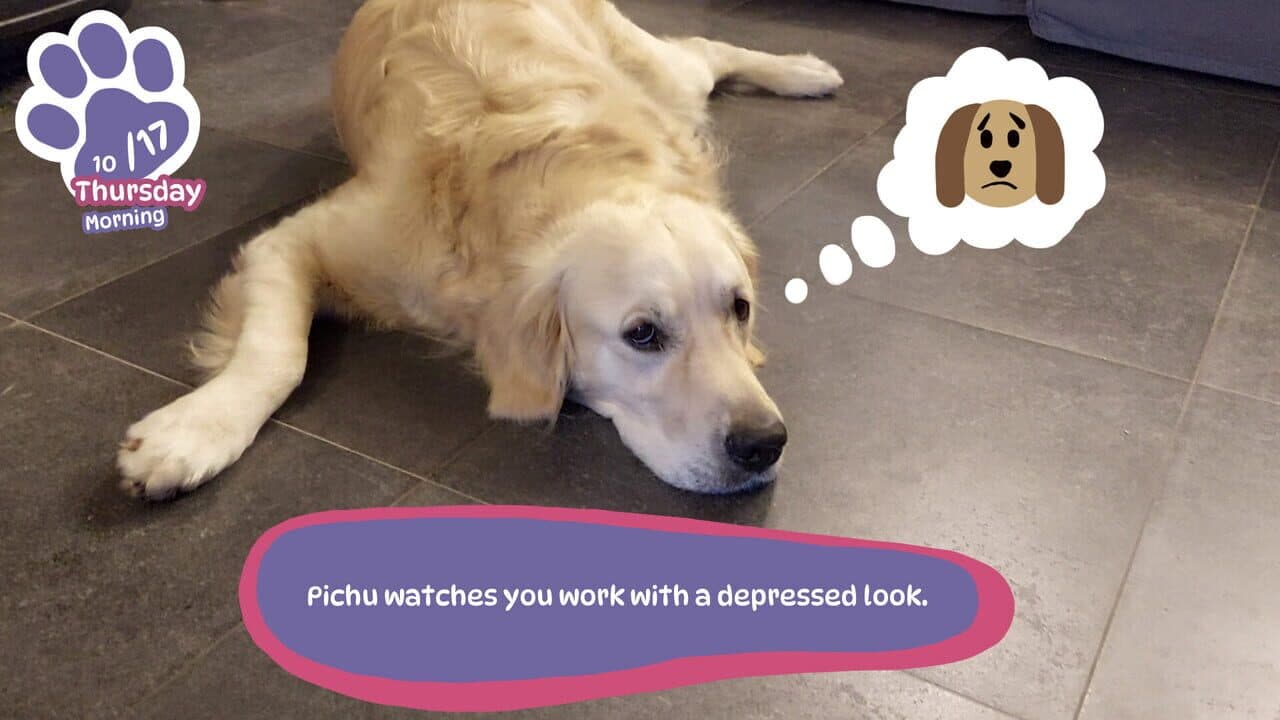 Golden Retriever Simple Life thumbnail 5