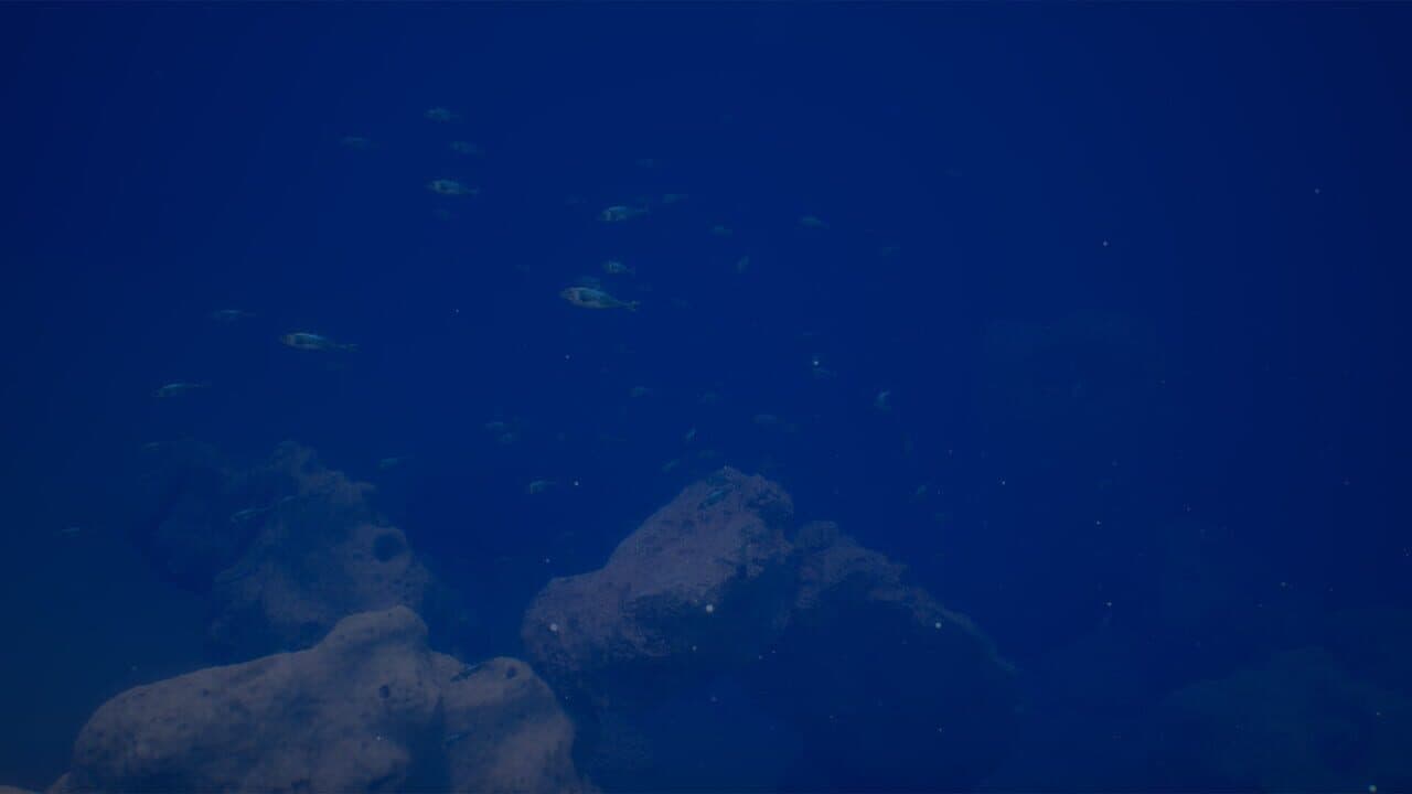 Halu: The Fish thumbnail 10