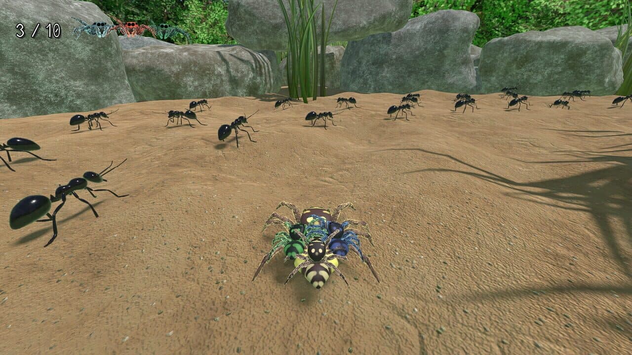 A little Jumpingspider's Garden Adventure (Day 1+2) thumbnail 10