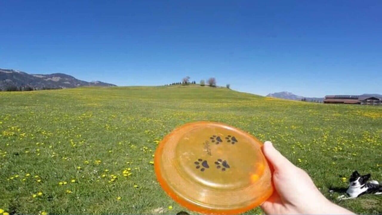 BorderCollie Game thumbnail 3