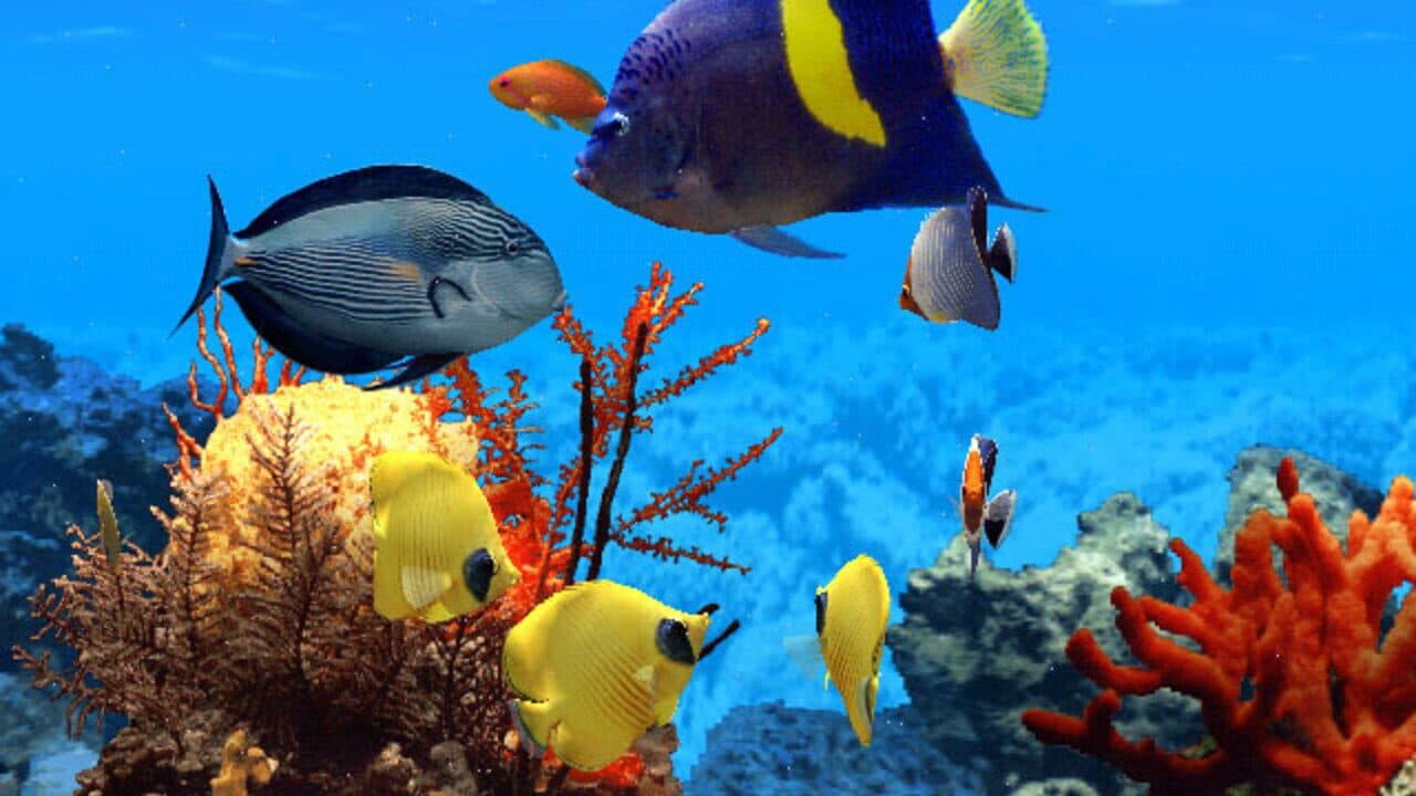 Fish Life screenshot 1