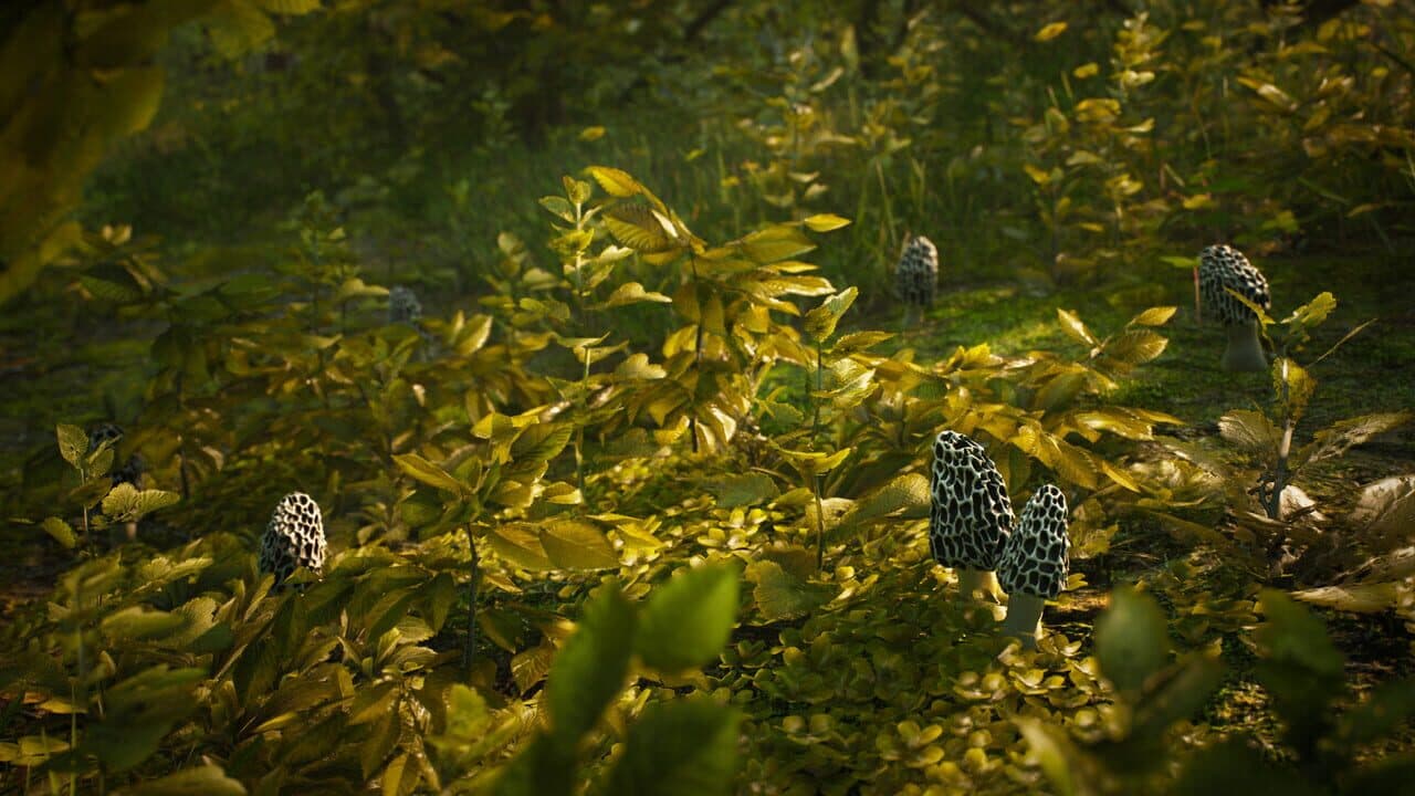 Morels: The Hunt thumbnail 9