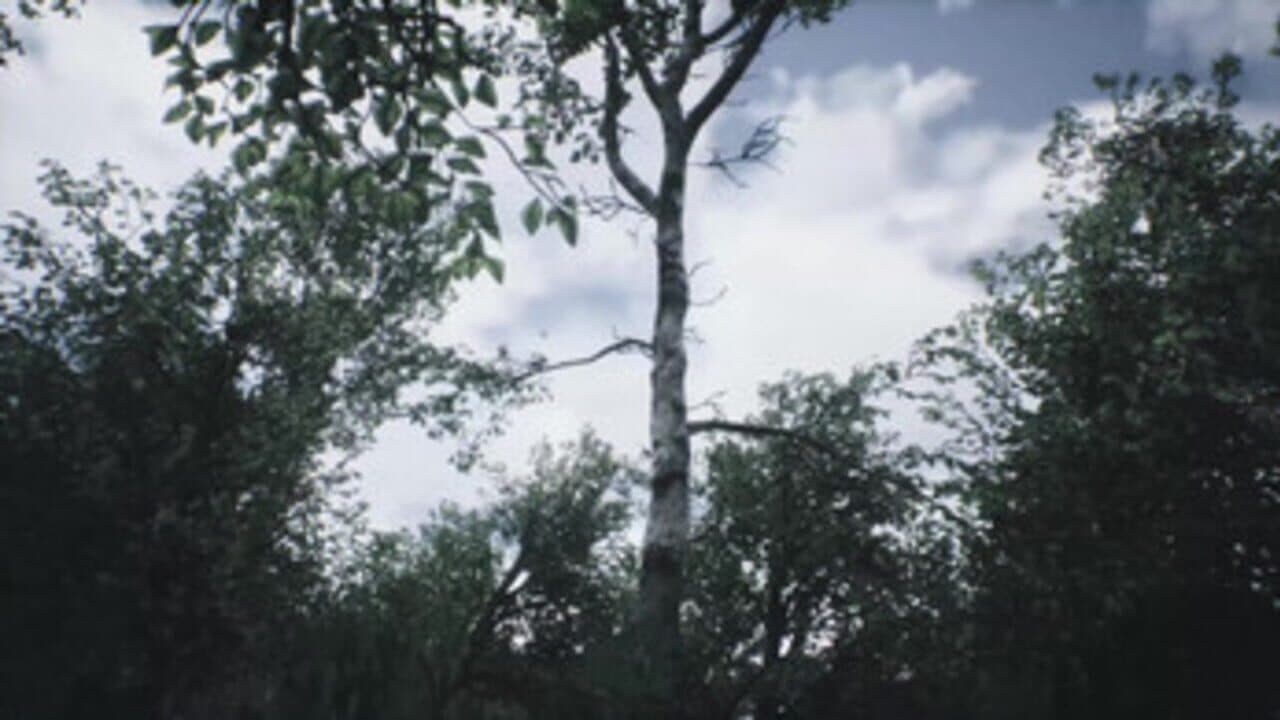 Scenic Forest Valley thumbnail 5