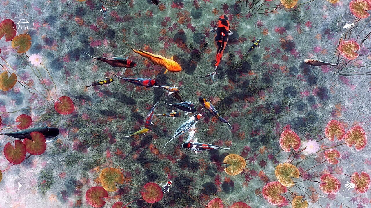 My Koi thumbnail 5