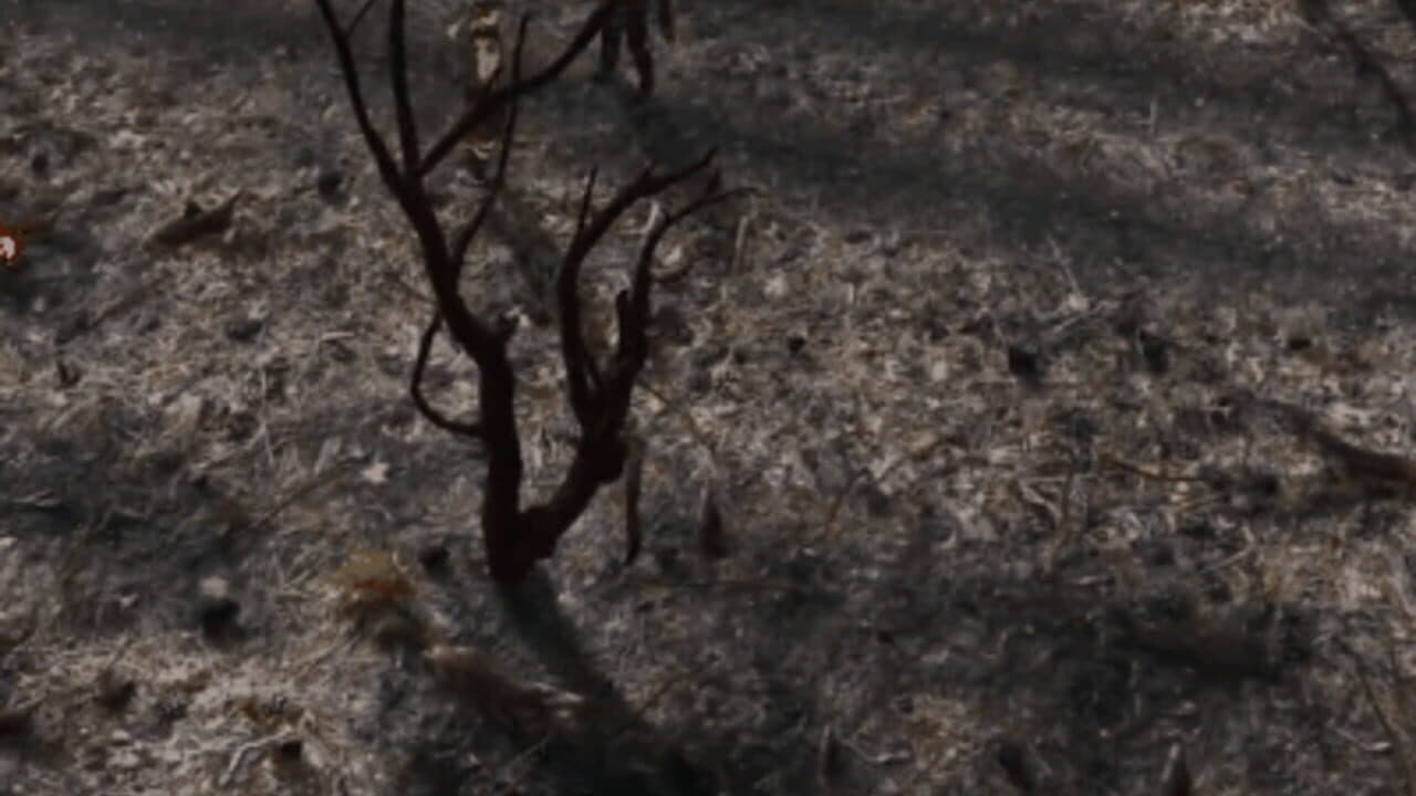 Natural Balance: Chronicles screenshot 1