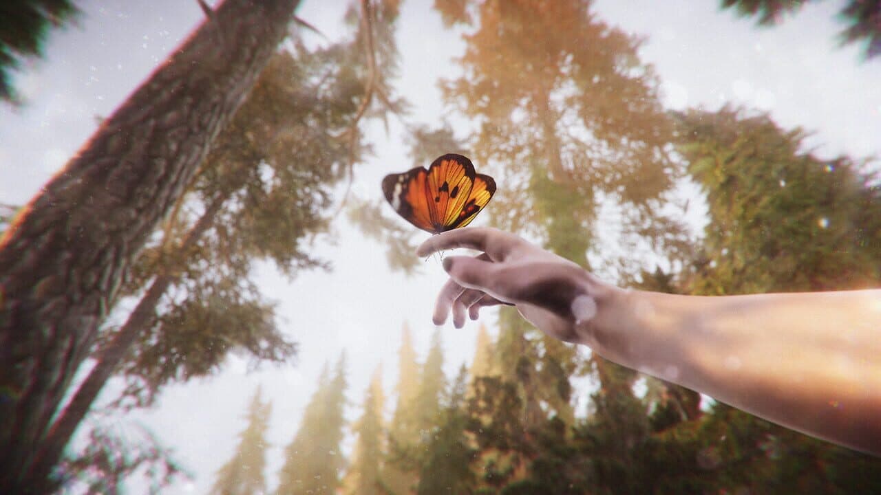 The Forest Cathedral thumbnail 5