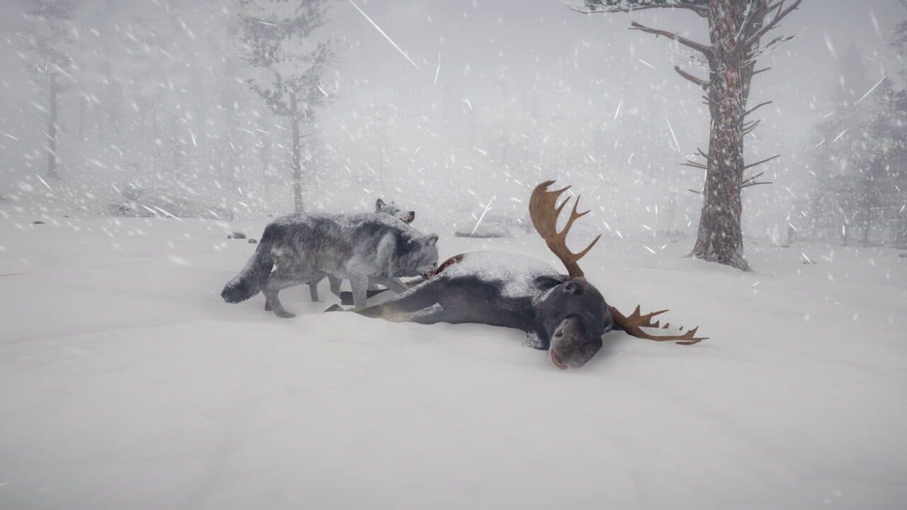 Northern Lights thumbnail 2