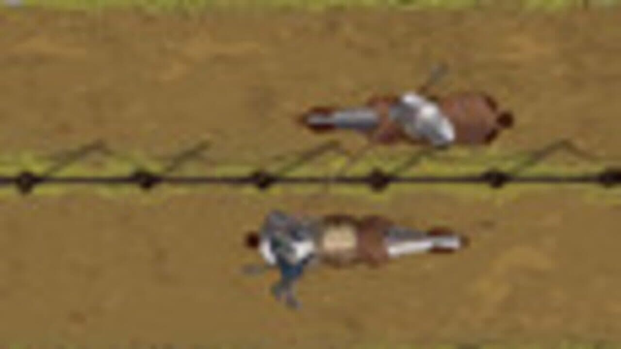 Gallantry thumbnail 3