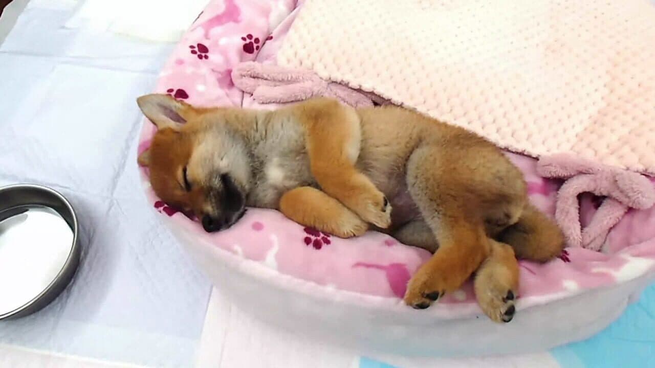 Shiba Mekuri thumbnail 4