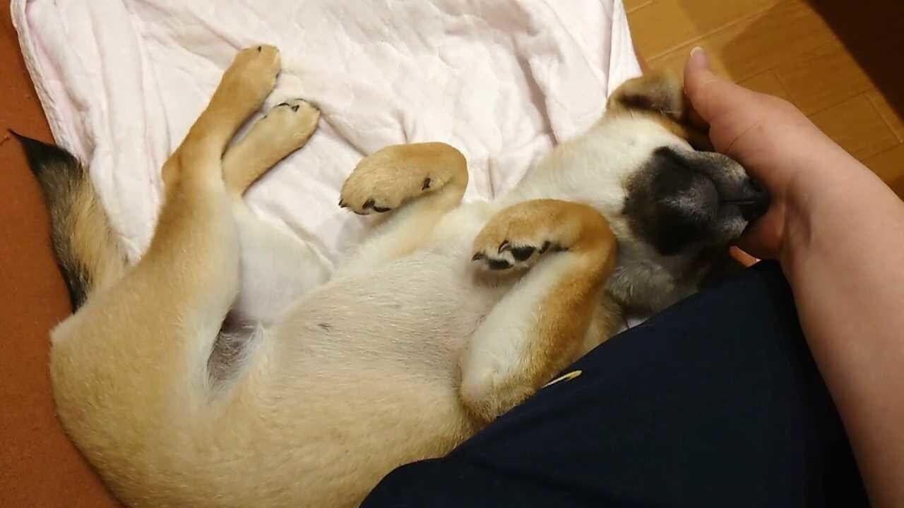 Shiba Mekuri thumbnail 7