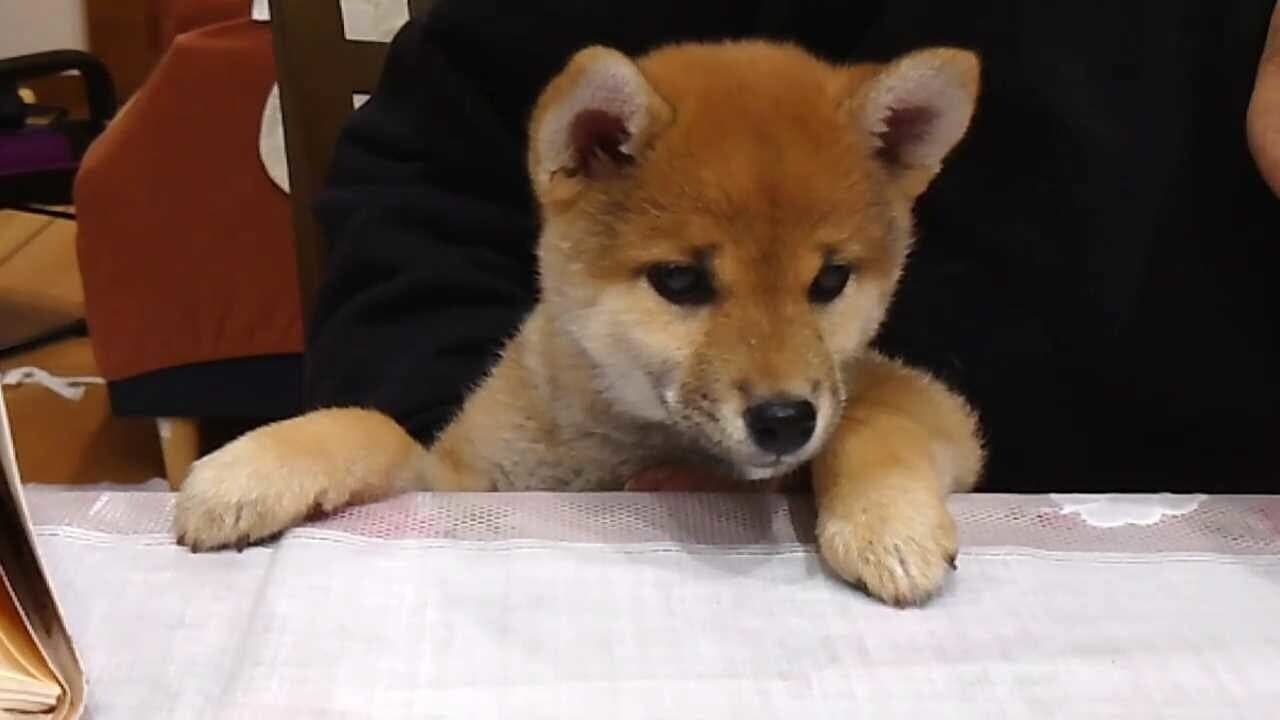 Shiba Mekuri thumbnail 8