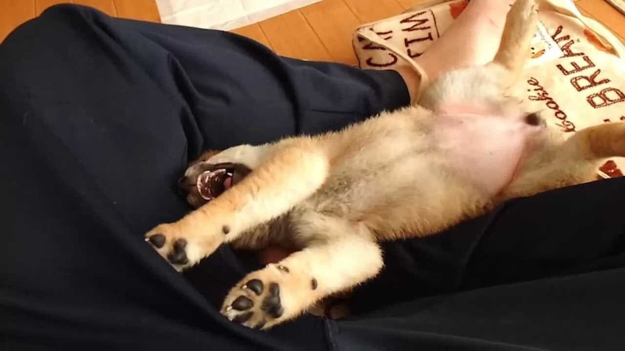 Shiba Mekuri thumbnail 5