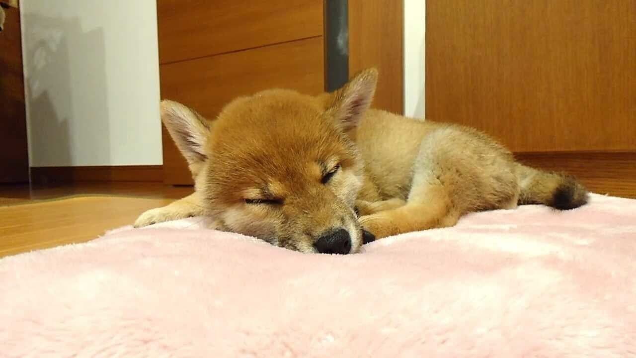 Shiba Mekuri thumbnail 6