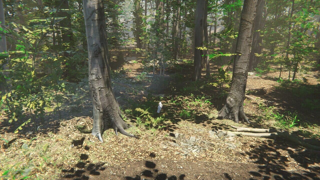 Bird thumbnail 4