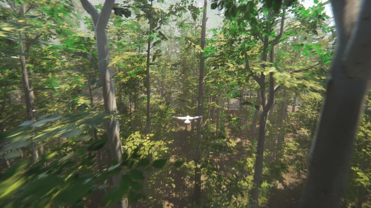 Bird thumbnail 5