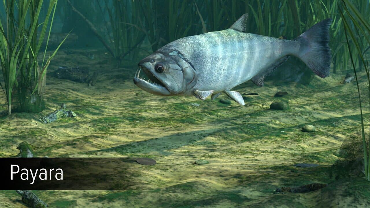 Ultimate Fishing Simulator VR: Amazon River thumbnail 5