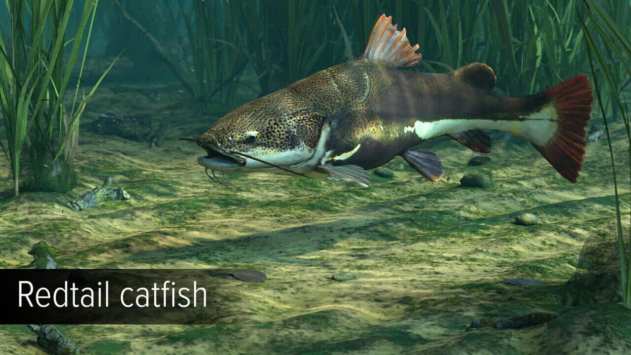 Ultimate Fishing Simulator: Amazon River DLC thumbnail 3