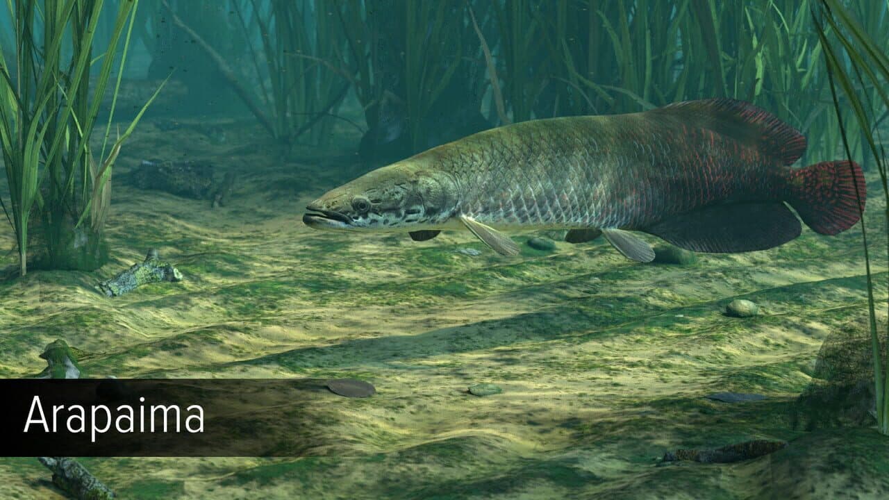 Ultimate Fishing Simulator: Amazon River DLC thumbnail 4