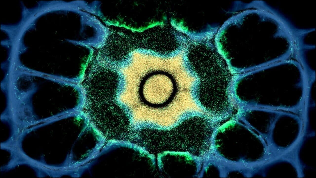 Physarum: Slime Mold Simulator screenshot 1
