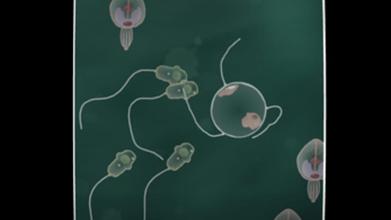 Coil thumbnail 2