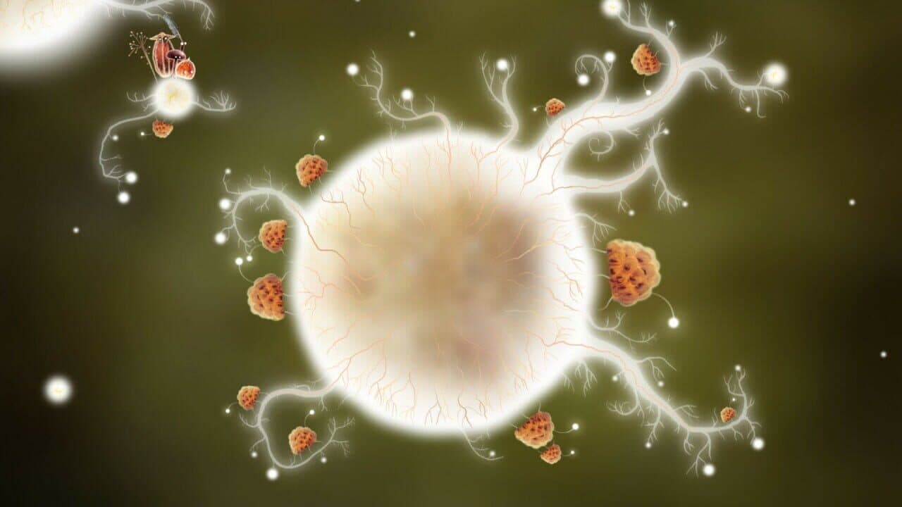 Botanicula: Collector's Edition thumbnail 4