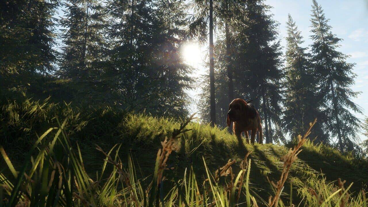 TheHunter: Call of the Wild - Bloodhound thumbnail 2