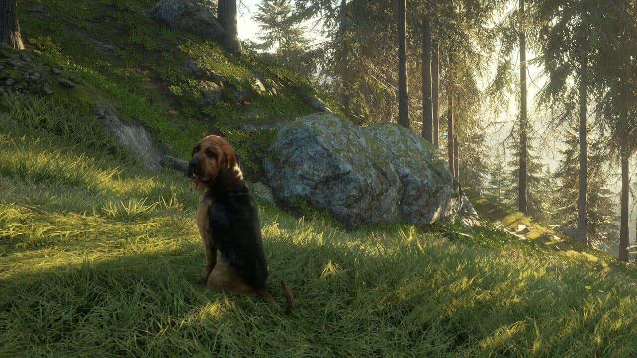 TheHunter: Call of the Wild - Bloodhound thumbnail 5