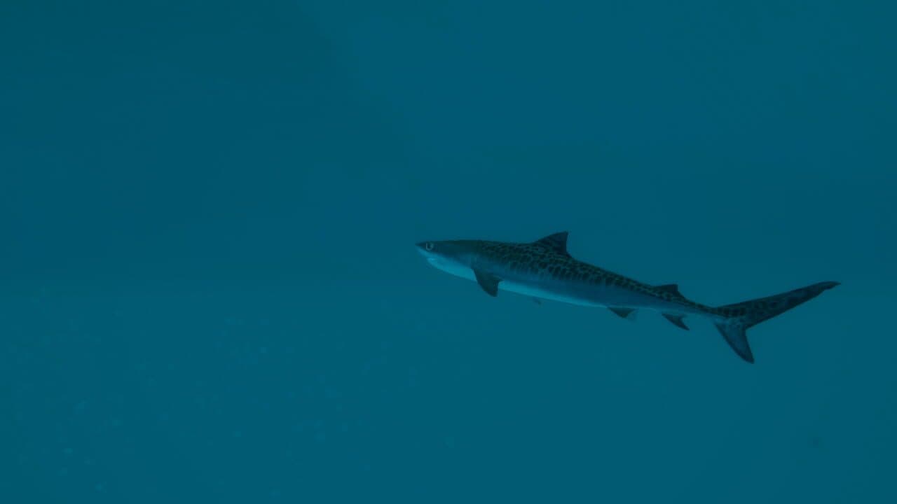 Ultimate Fishing Simulator 2 thumbnail 2