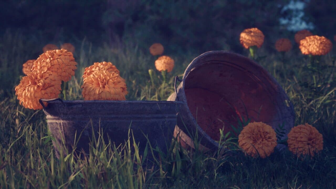 Petals thumbnail 2