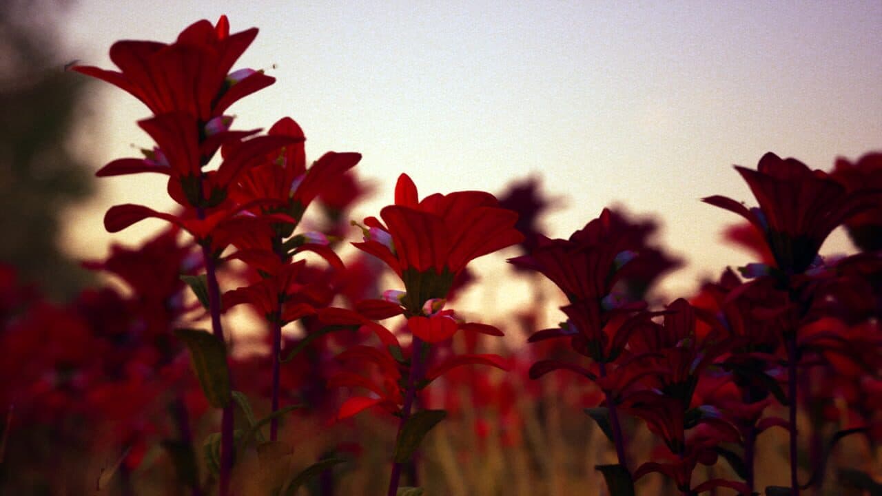 Petals thumbnail 5