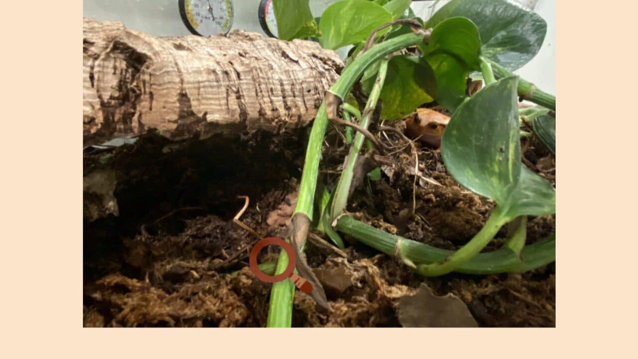 Find-a-frog screenshot 1