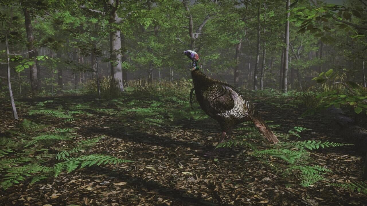 Pro Turkey Hunting thumbnail 5