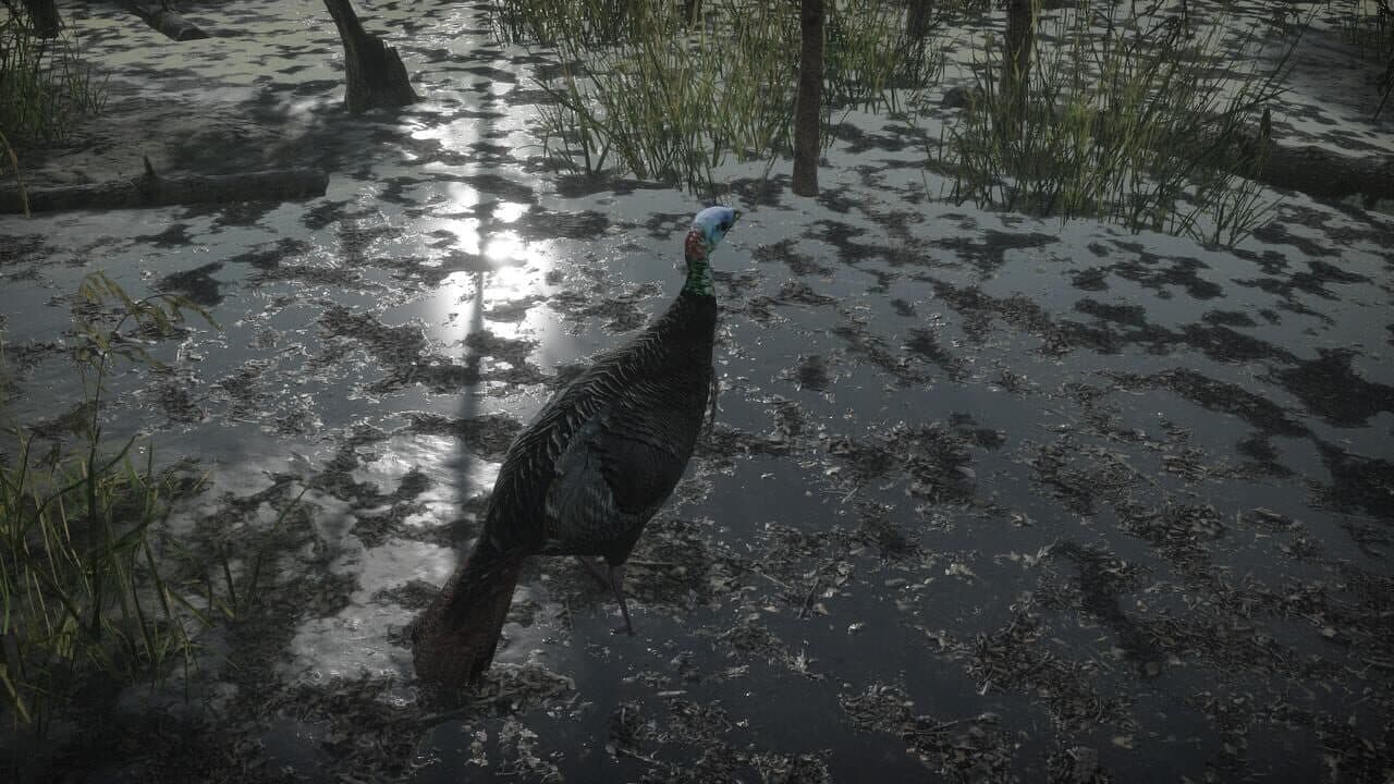Pro Turkey Hunting thumbnail 8