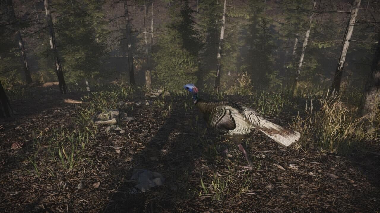 Pro Turkey Hunting thumbnail 6
