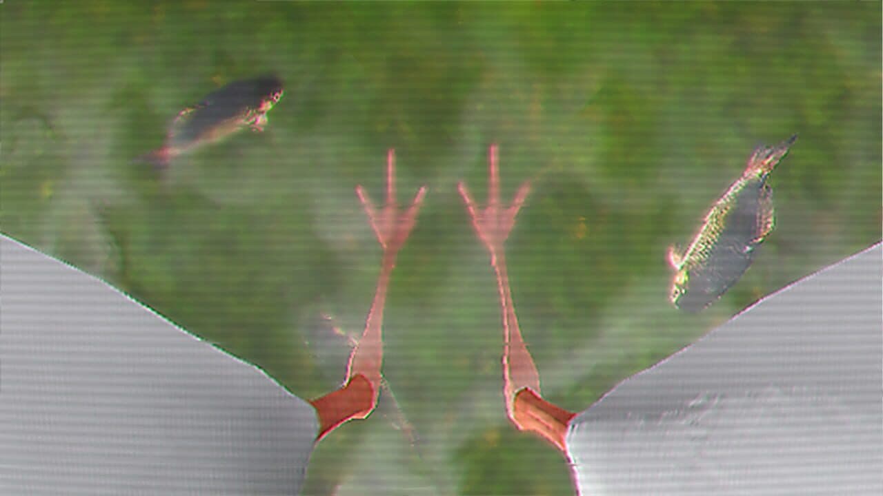 Ibis AM thumbnail 5