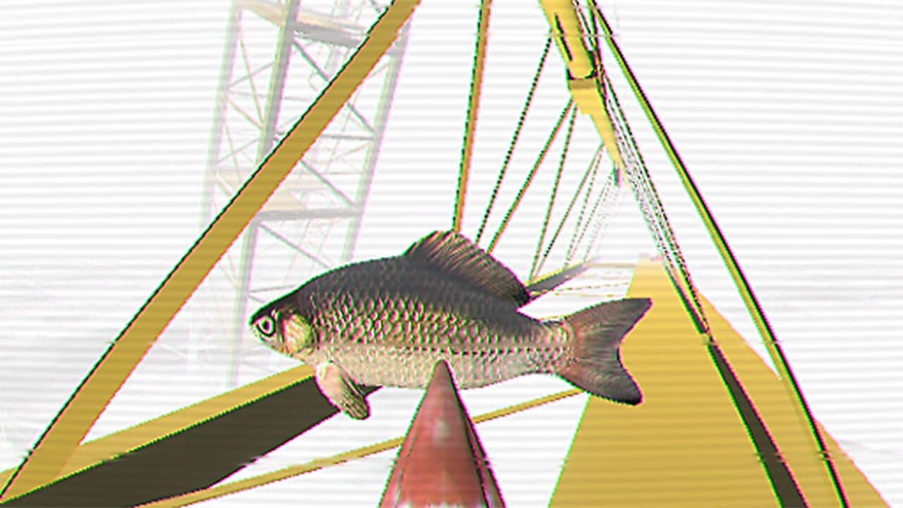 Ibis AM thumbnail 2