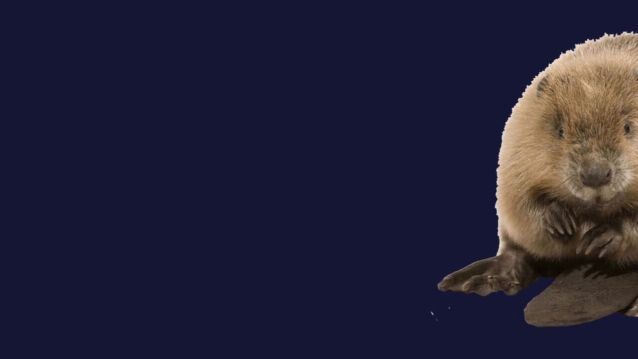 Stroke The Beaver screenshot 1