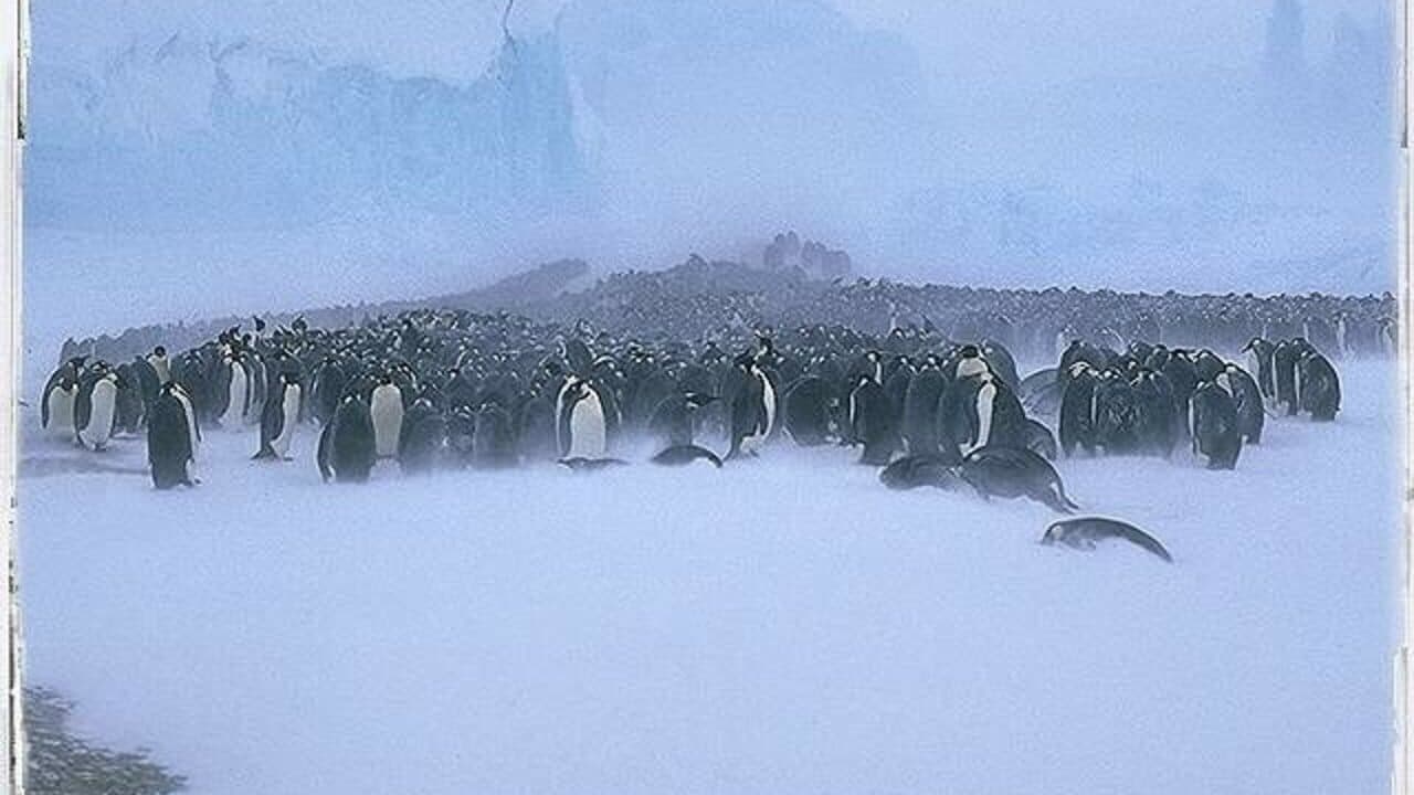 Attenborough's Antarctic: An Exploration of Life in the Freezer thumbnail 5
