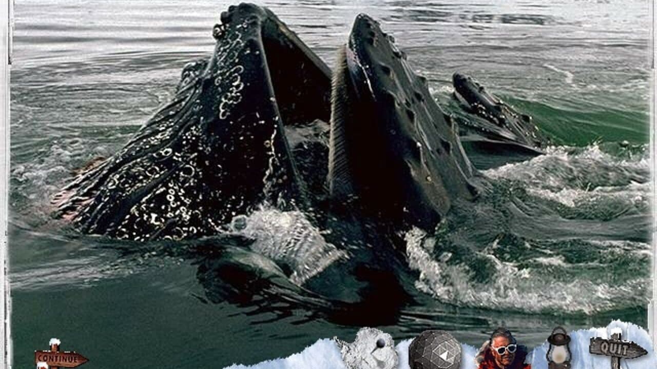 Attenborough's Antarctic: An Exploration of Life in the Freezer thumbnail 6