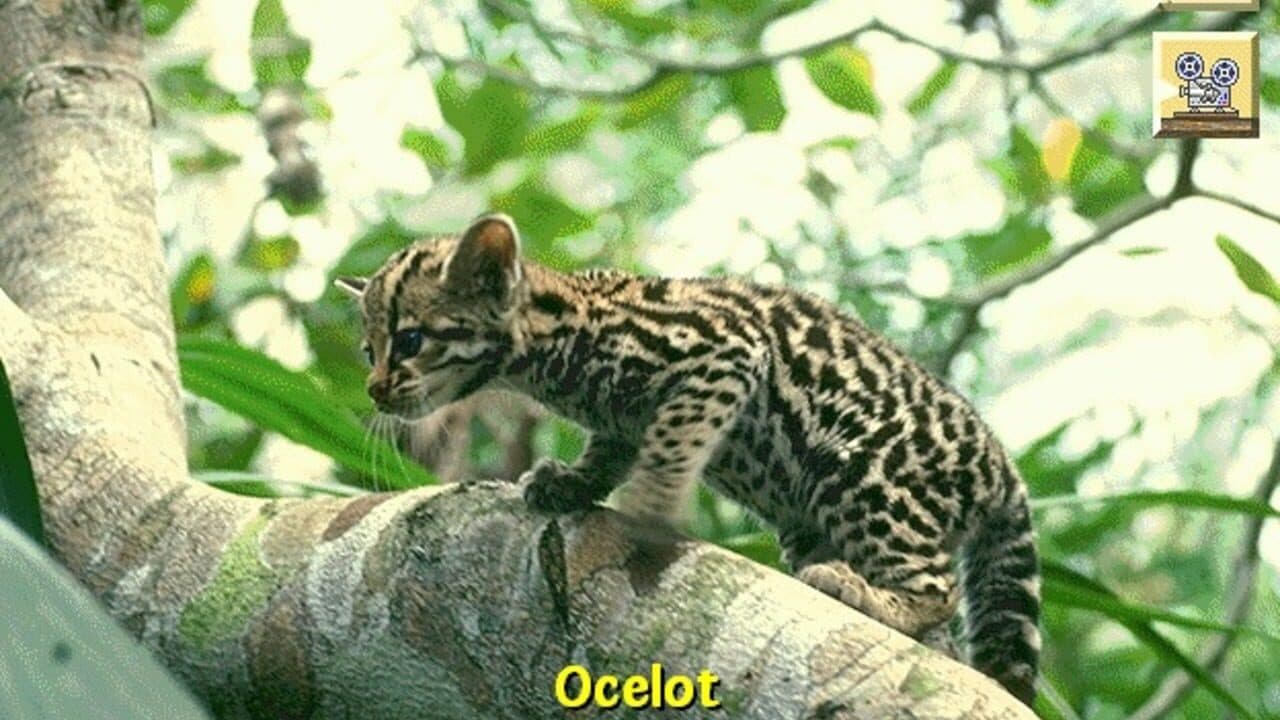 Discovering Endangered Wildlife thumbnail 4