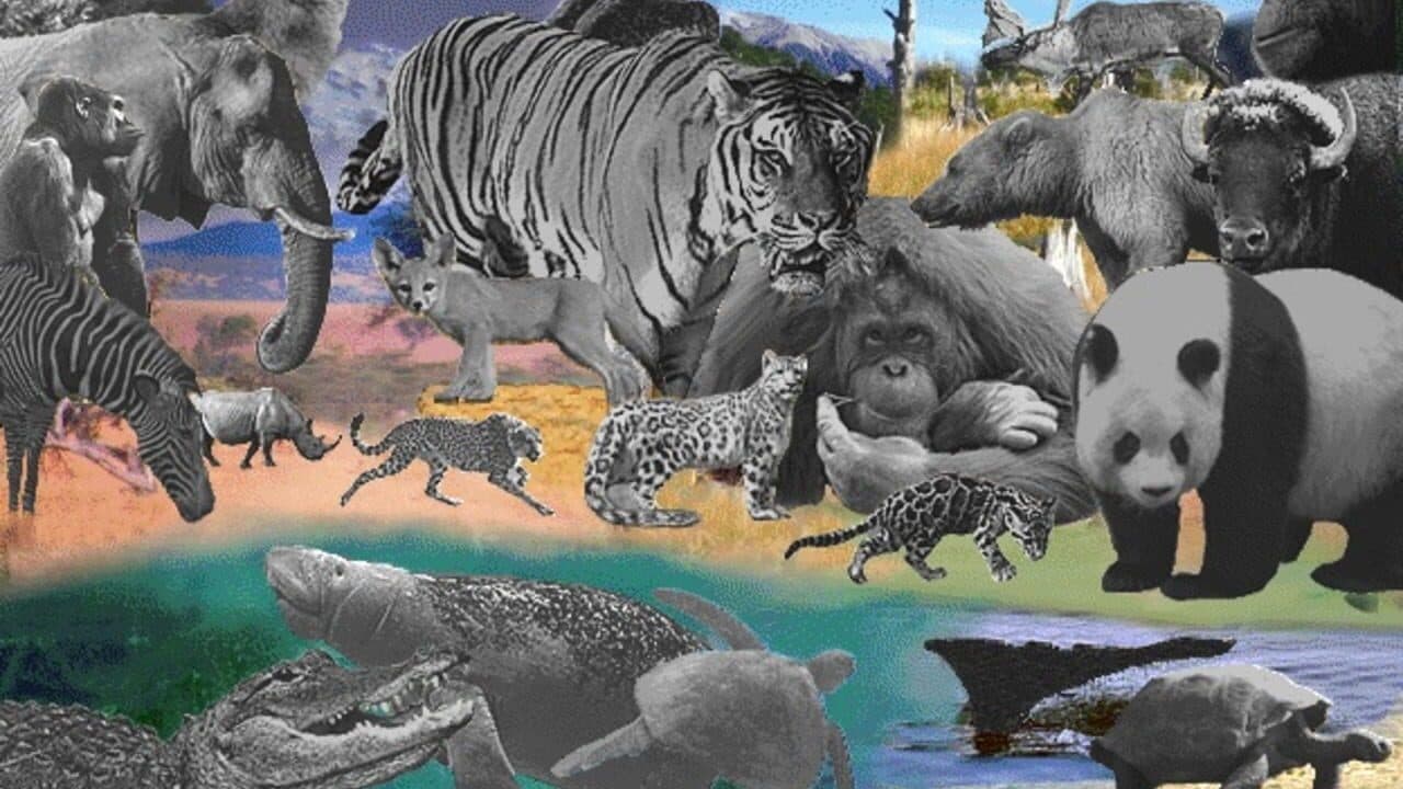 Discovering Endangered Wildlife thumbnail 5